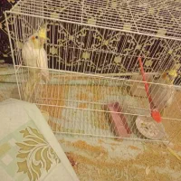 عروس هلندی|پرنده|تربتحیدریه, یحیی آباد|دیوار