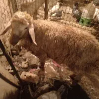 بره نر