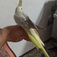 عروس هلندی دستی|پرنده|قم, شاه ابراهیم|دیوار