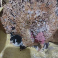 مرغ محلی و ۱۲ عدد جوجه ۱ روزه