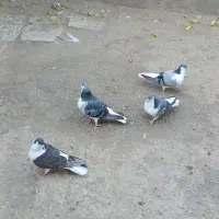 کفتر / کبوتر /صده|پرنده|سبزوار, امیر کبیر|دیوار