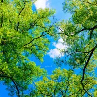 راهنمایی برای تفریح