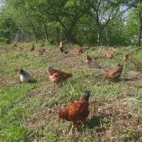 تخم مرغ محلی