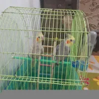 یک جفت عروس هلندی با قفس بزرگ تخفی می دم