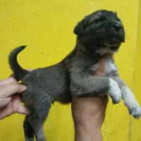 واگذاری سگ سرابی