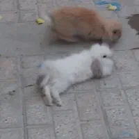 سلام دوعددخرگوش لوپ گم شده