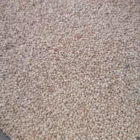 ارزن ایرانی   امسالی