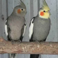 عروس هلندی