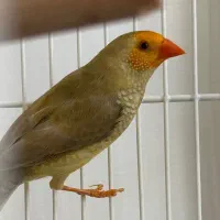 فنچ