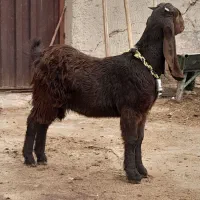 بزغاله ماده پاکستانی ( میش )|حیوانات مزرعه|لنجان, |دیوار