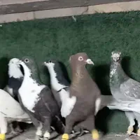 34 تا کفتر پرنده
