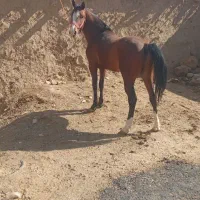 فروش سیلمی  خوش استیل زیبا اینده دار