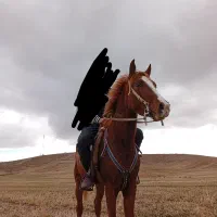 اسب عرب دره‌شوری|اسب و تجهیزات اسب‌سواری|بیرانوند, |دیوار