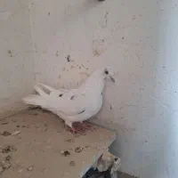 کبوترپرشی|پرنده|ارومیه, |دیوار