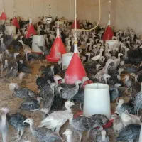 بوقلمون برنز و بیوتی محلی و خروس ومرغ باری|حیوانات مزرعه|مرودشت, محمد آباد|دیوار