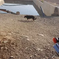 سگ پاکوتاه|سگ|کنگاور, |دیوار