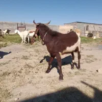 تگه پاکستانی اصل