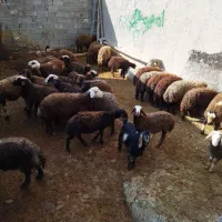 ۴۰عددبره نر چندتاماده داخلشونه