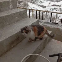 گربه پرشین|گربه|سردشت, |دیوار