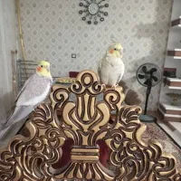 عروس هلندی نروماده سالم وسرحال