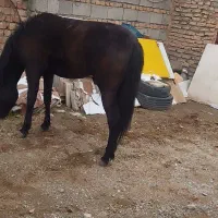 اسب جوان فروشی