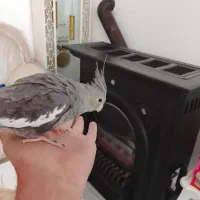 عروس هلندی|پرنده|فیروزه, |دیوار