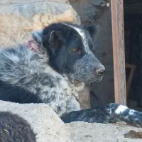 سگ نگهبان|سگ|داران, |دیوار