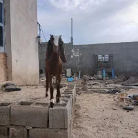 فروش بز و کهره