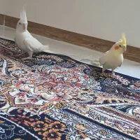 عروس هلندی مولد زیبا|پرنده|سقز, |دیوار