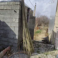 قلمه صنوبر تبریزی اصلاح شده