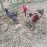 خروس|حیوانات مزرعه|مشهد, بلال|دیوار