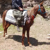 اسب|اسب و تجهیزات اسب‌سواری|مسجد سلیمان, |دیوار