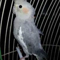 عروس پاریس