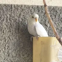 مرغ عشق|پرنده|کبودرآهنگ, |دیوار