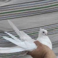 کبوتر|پرنده|مرند, |دیوار