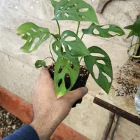 پتوس حصیری ، مونسترا آدانسونی