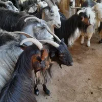 بز داشتی و گوشتی