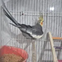 عروس هلندی نر