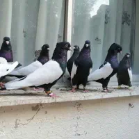 جوجه سینه سیاه کفتر نقش|پرنده|اهواز, آریاشهر|دیوار