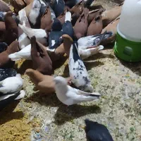 پرنده|پرنده|کیانشهر, |دیوار