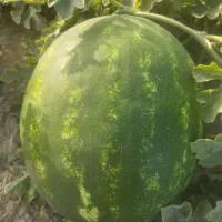 هندوانه آناناسی و گرد خطی و خربزه ملون موجود