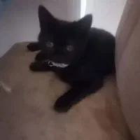 بچه گربه بریتیش