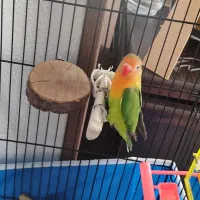 کوتوله برزیلی نر بالغ|پرنده|شاهین‌شهر, حافظ شمالی|دیوار