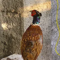 مرغ و خروس امریکایی نر و‌ ماده