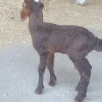 ۲ تا بره شیری