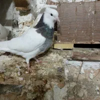 طوقی|پرنده|مهر, |دیوار