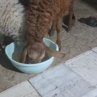 بره نر|حیوانات مزرعه|تیمور آباد, |دیوار