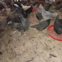 کاسرک مرغ وخروس۴ماه محلی اصل(واکسن خورده)