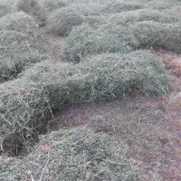 یونجه تقریبا ۲۰۰ الی ۲۵۰ کیلو خالص