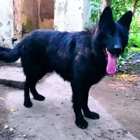 سگ ژرمن